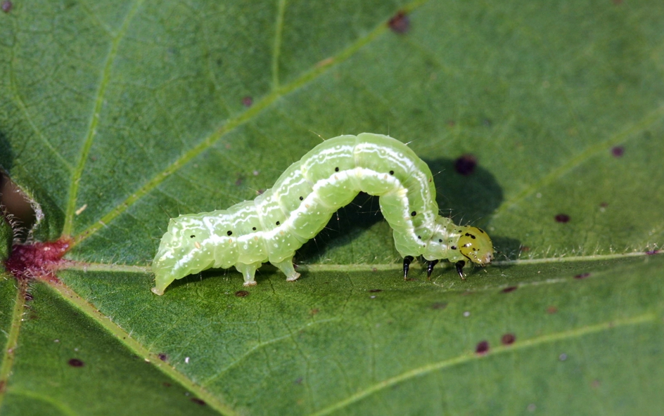 Resultado de imagen de larvas
