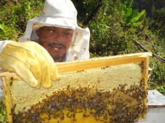 Rechazan apicultores granos transgénicos