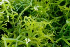 Súper carga tu salud con algas