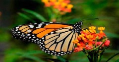 Siembra de maíz transgénico en EU, causa de la disminución de la mariposa monarca