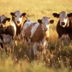 Lo Que Necesita Saber Sobre la Carne de Res Proveniente de Animales Alimentados con Pastura