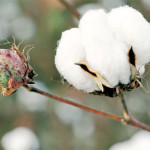Subsiste el cultivo de algodón en Coahuila con uso de transgénicos