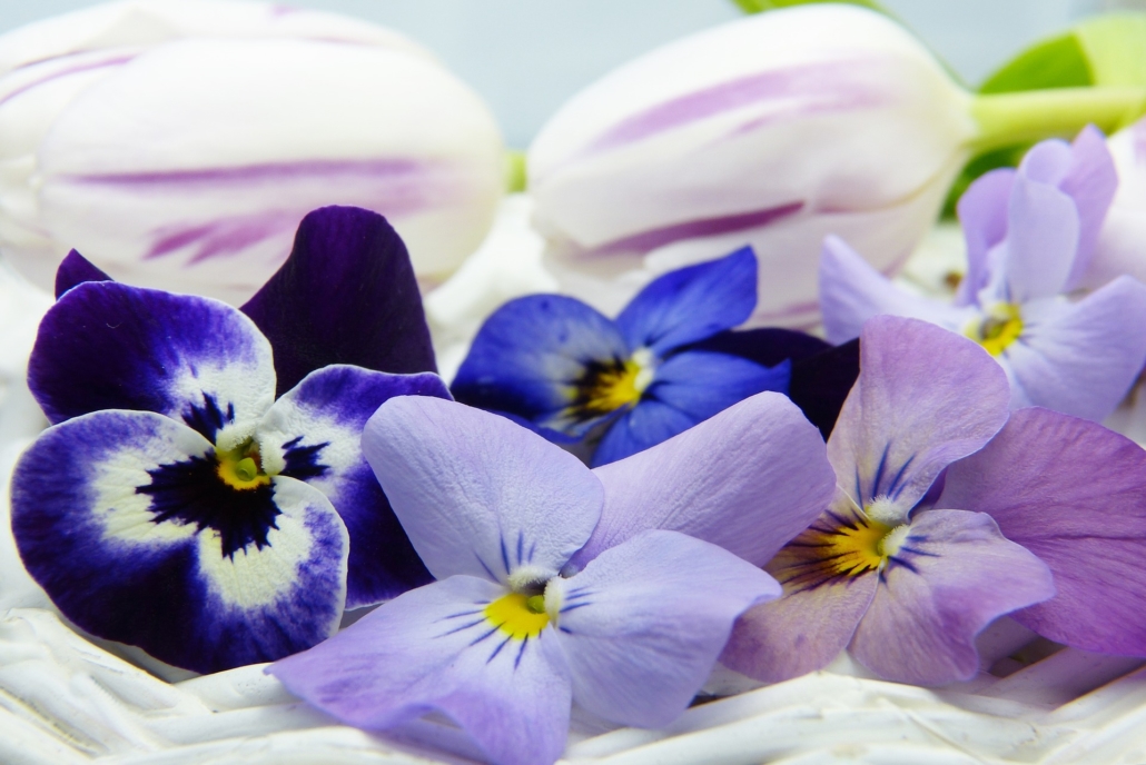 9 exquisitas flores comestibles que puedes crecer en interiores