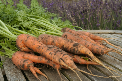 Fresh ripe carrots bunch on garden table