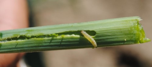 Larva alimentandose de una hoja de poro. Por Onvegetables