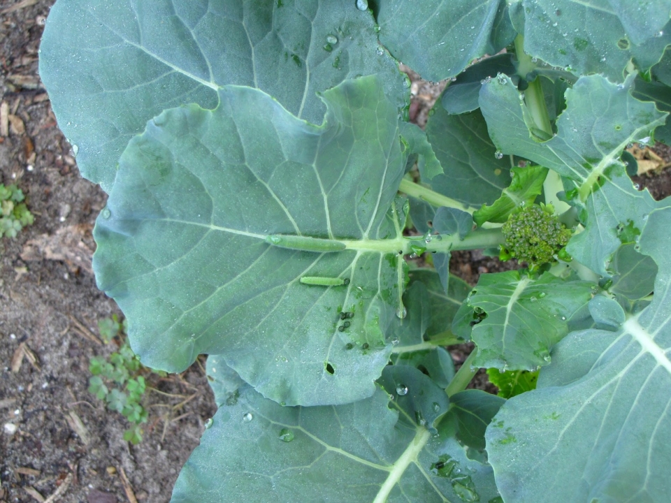 Hacer un nombre Judías verdes Comprensión Cómo Cultivar Brócoli Orgánico en Casa - Vía Orgánica