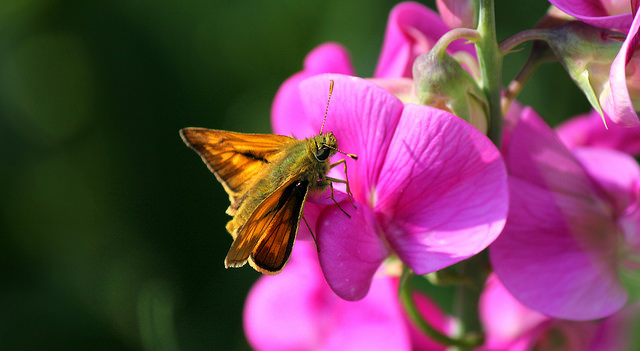 Las flores de chícharo atraen a insectos benéficos. Por Gill2012 (Flickr)