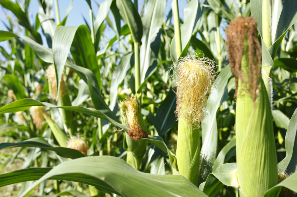 Maize-cultivar-adaptation-endemic-crop-pests-lab-milling