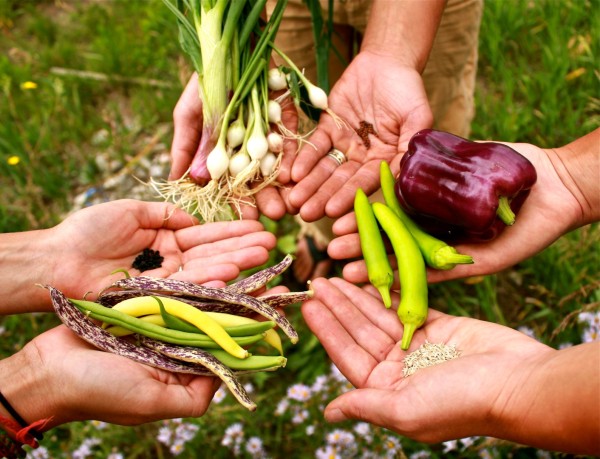 Compartir sus semillas y la cosecha de verduras criollas es una de las mejores partes de la conservación de semillas. Cada cosecha está llena de nuevos colores, formas y sabores, para usted, sus amigos y su familia.