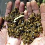 Sagarpa fumigó y murió 70% de las abejas