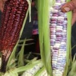 Cumple dos años la prohibición judicial de siembra de maíz transgénico