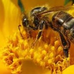 Transgénicos, plagas, pesticidas y cambio climático están acabando con las abejas