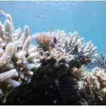 La gran barrera de coral se muere por el cambio climático