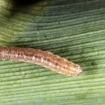Confirman resistencia del gusano de la raíz al maíz transgénico