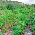 Los quelites: usos, manejo y efectos ecológicos en la agricultura campesina