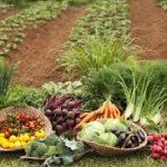 La ONU dice que las cosechas orgánicas a menor escala son la mejor forma de alimentar al mundo