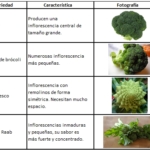 Cómo Cultivar Brócoli Orgánico en Casa