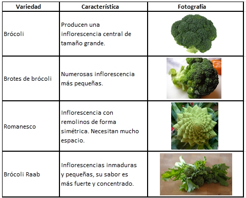 Variedades de Brócoli
