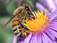 abejas produccion miel, bee honey production