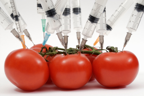 alimentos transgenicos, GMO foods