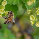 Científicos uruguayos descubren que nuevos pesticidas son “iguales o más dañinos” con las abejas