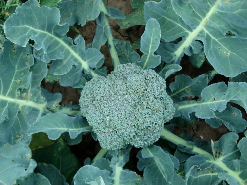 broccoli-494753_1280