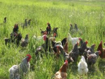 pollos via organica