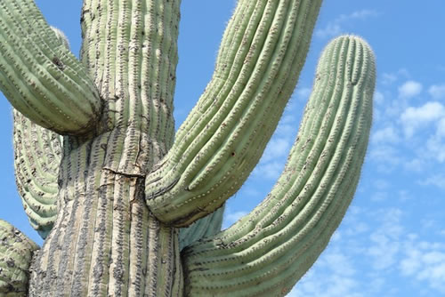cactus cielo