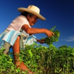 Agricultores Mayas De México Siguen De Pie Contra Multinacionales