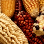 Incesante aumento de precio del maíz durante la crisis sanitaria