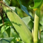 Una mexicana al rescate del maíz criollo y sus nutrientes
