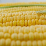 En México no vamos a permitir el maíz transgénico: AMLO
