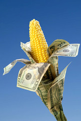 corn money