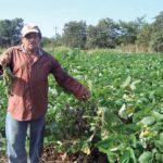 Contribución de las leguminosas en la agroecología y alimentación animal en la región peninsular maya de México