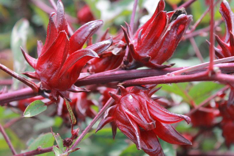 Crean fitofármaco con flor de jamaica contra la hipertensión - Vía Orgánica