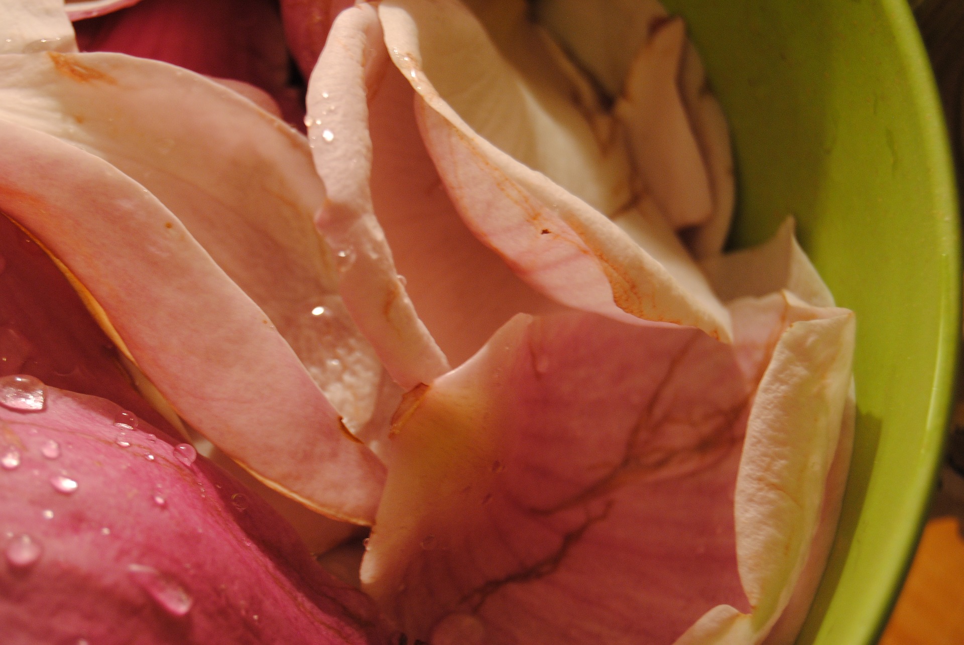 Розовое съедобное. Съедобные лепестки цветов. Съедобные розовые лепестки. Розовый большой цветок лепестки съедобные. Лепестки Магнолия кухня еда.