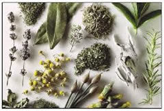 herbolaria medicinal, herbal medicine