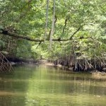 Investigan alta capacidad para capturar carbono de manglares en Baja California