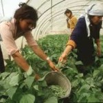 Mujeres producen más de la mitad de los alimentos en América Latina: FAO