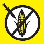 Influirá en el mundo la decisión que México tome sobre el maíz transgénico