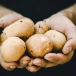 El costo de sembrar papas con agrotóxicos: “Perdí el conocimiento y me sentía muy mal”