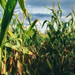 No hay razón para que Estados Unidos se alarme por la prohibición del maíz transgénico en México