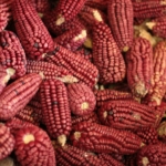 Los colores del maíz que pintan la vida