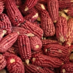 Guerrero: centro de origen de maíces nativos y biodiversidad