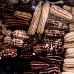 “Constitucional, el fallo contra siembra de maíz transgénico”