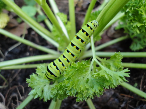 Las larvas pueden comer toda la planta en un par de días.