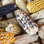 El maíz criollo no transgénico está ayudando a mantener el patrimonio y la vida de agricultores de México