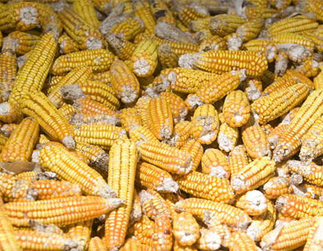 muchas mazorcas de maiz, ears of corn
