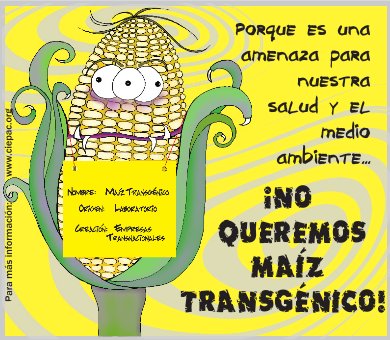 30% de granos de maíz que ingresan pueden traer transgénicos - Vía Orgánica