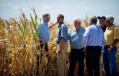 Obama cornfield